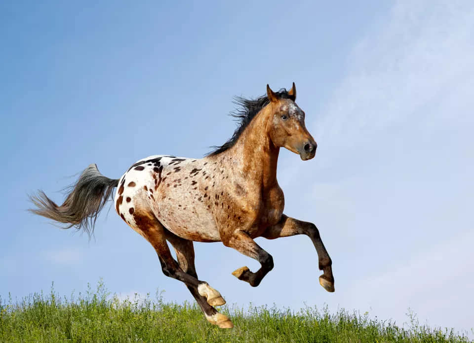 A Horse Galloping On A Grassy Field