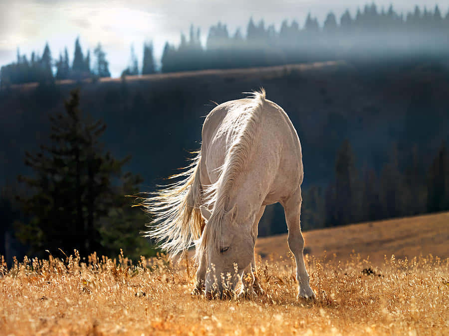 A White Horse Grazing