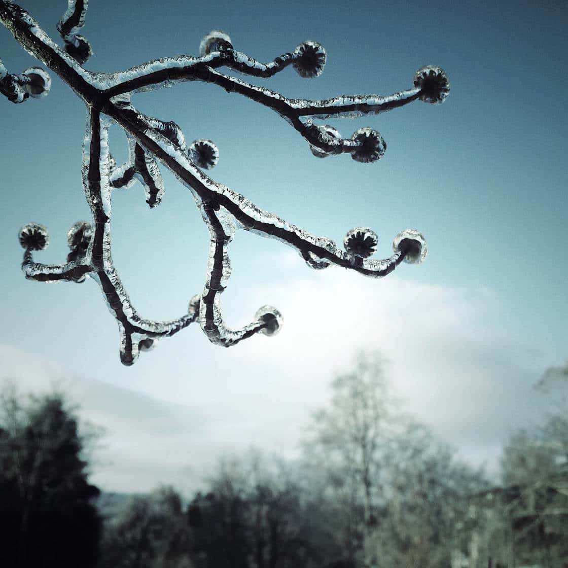 Frozen Branch Of Tree Pretty Nature Picture