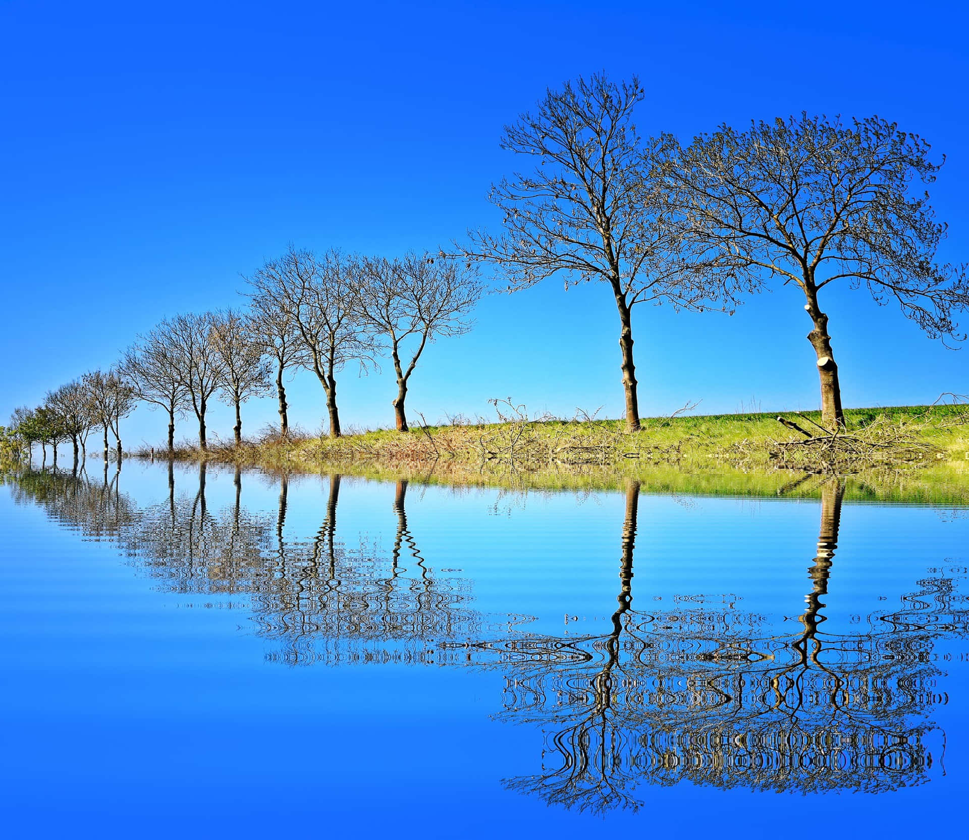 Blåhimmel Träd Sjö Reflexion Vacker Naturbild