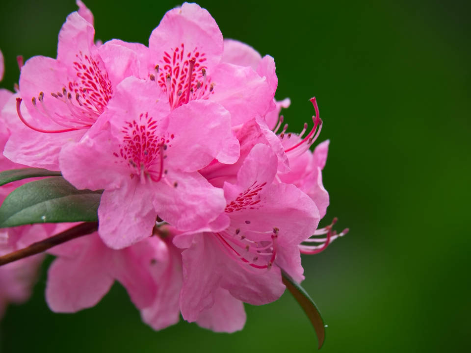 Download Pretty Pink Azalea Flowers Wallpaper 
