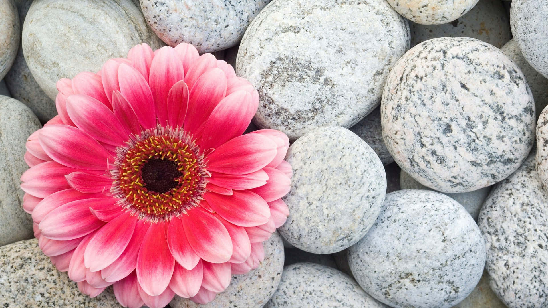 Pink Flower On A Rock
