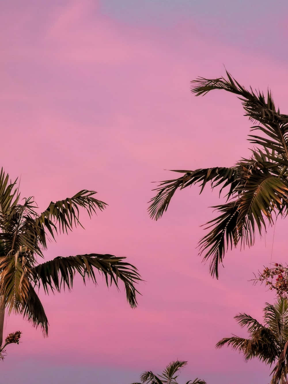 Palmetræerforan En Lyserød Himmel.