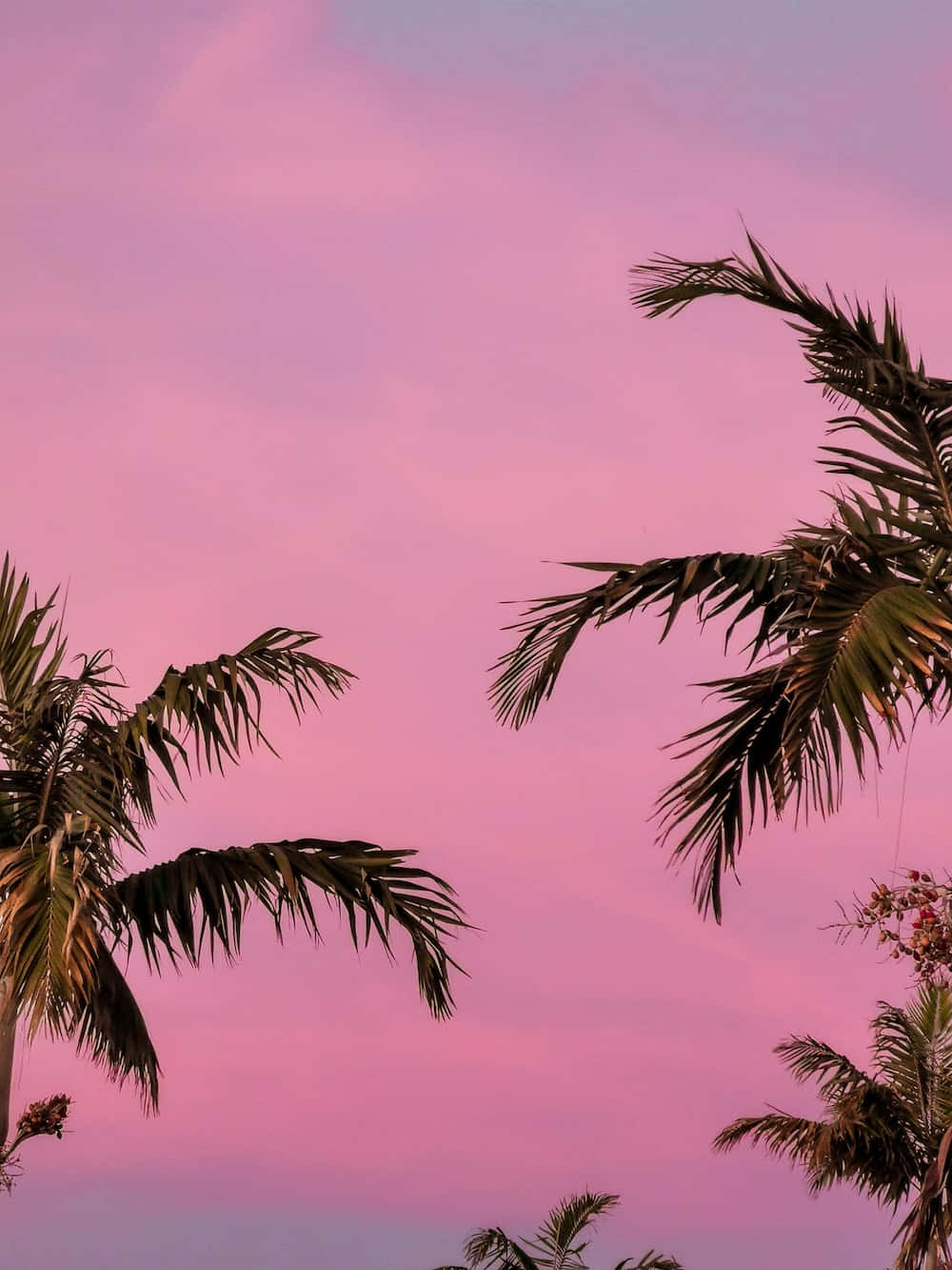 Download Palm Trees In Front Of A Pink Sky | Wallpapers.com