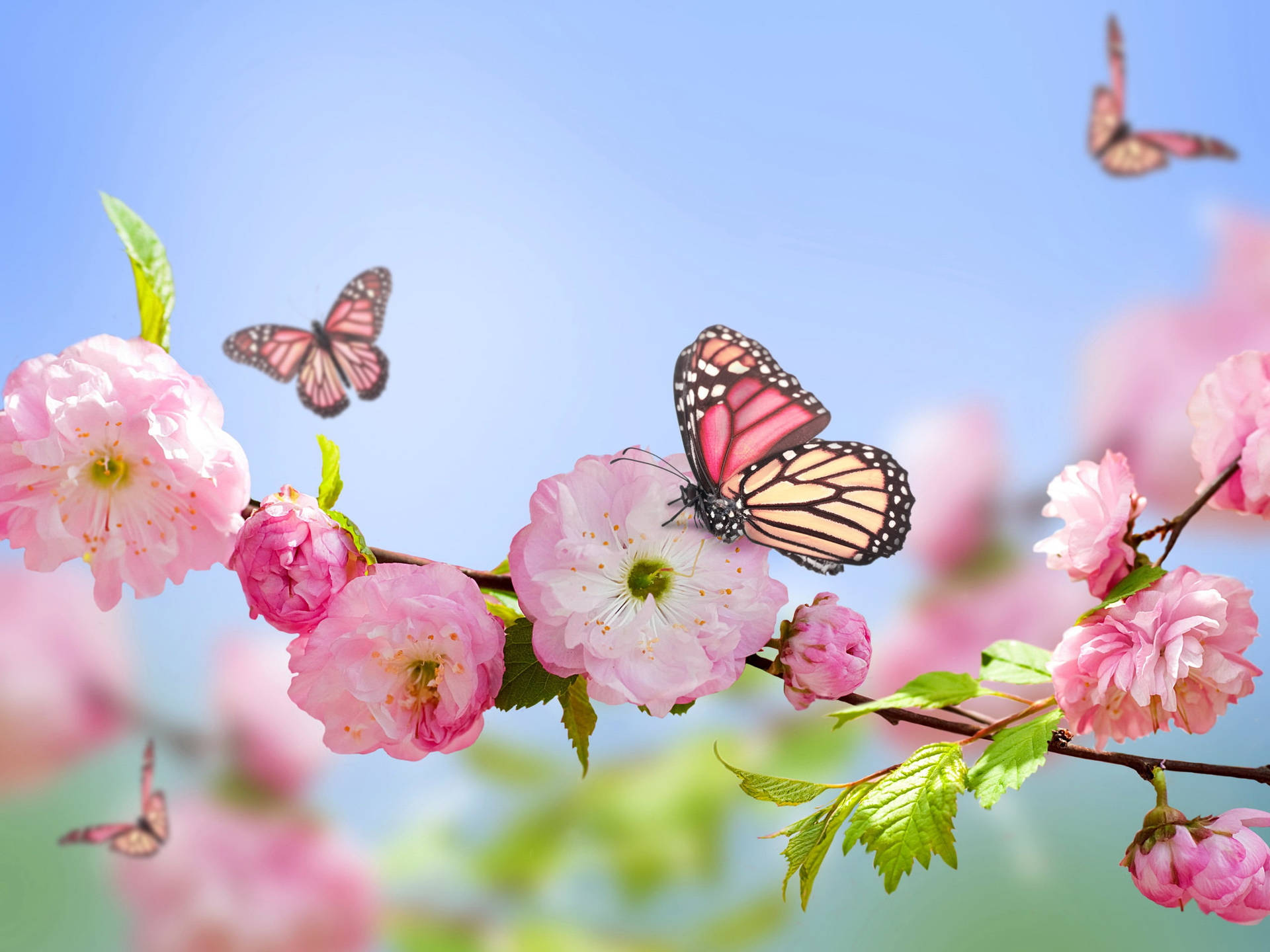 Pretty Pink Blossoms And Cute Pink Butterfly Wallpaper