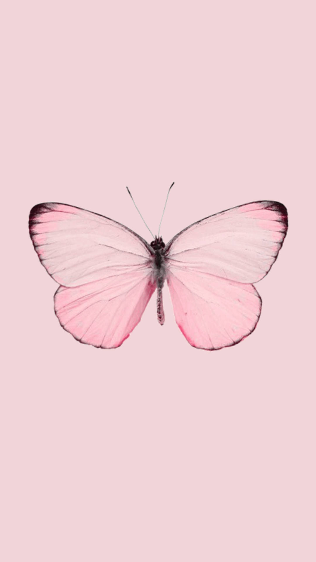 Pretty Pink Butterfly Lock Screen