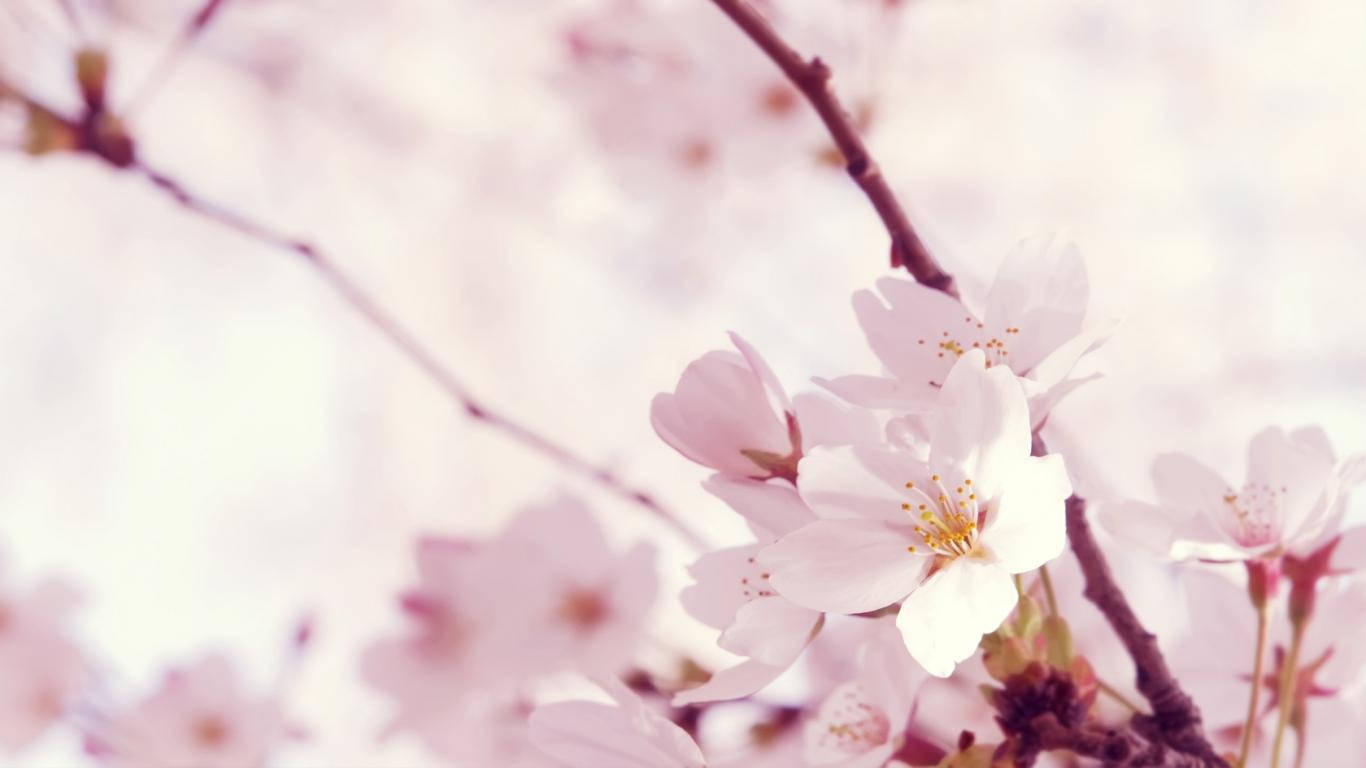 Vackrarosa Körsbärsblommor Sakura Blomma. Wallpaper