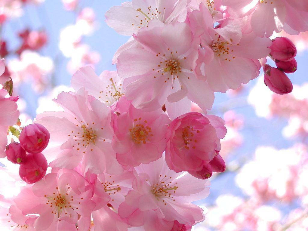 Søde rosa kirsebærblomster danser hen over din skærm. Wallpaper