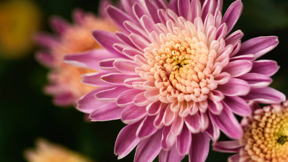 Fotografíade Un Hermoso Crisantemo Rosa Fondo de pantalla
