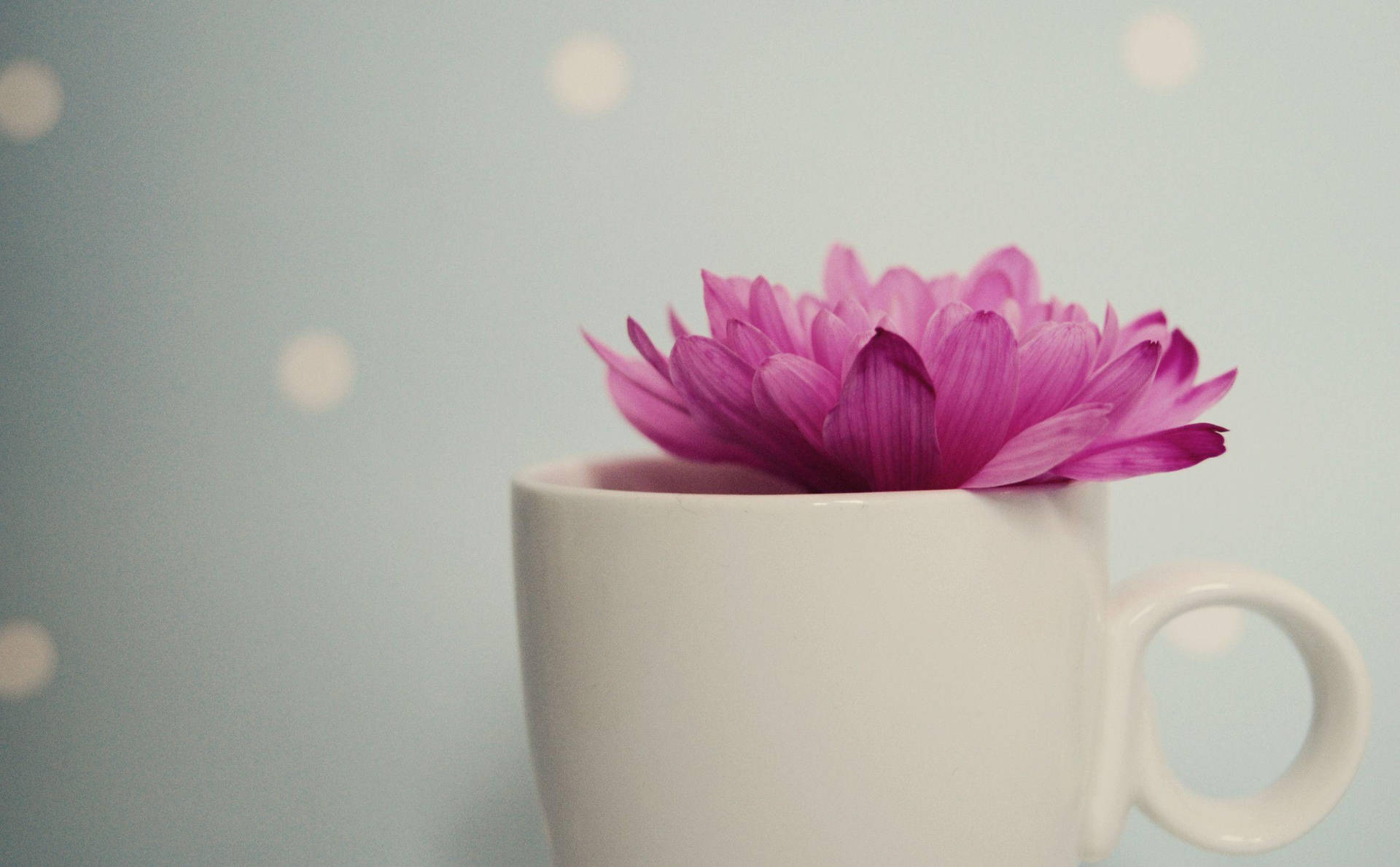 Hübscherosa Blume Auf Weißer Teetasse Wallpaper