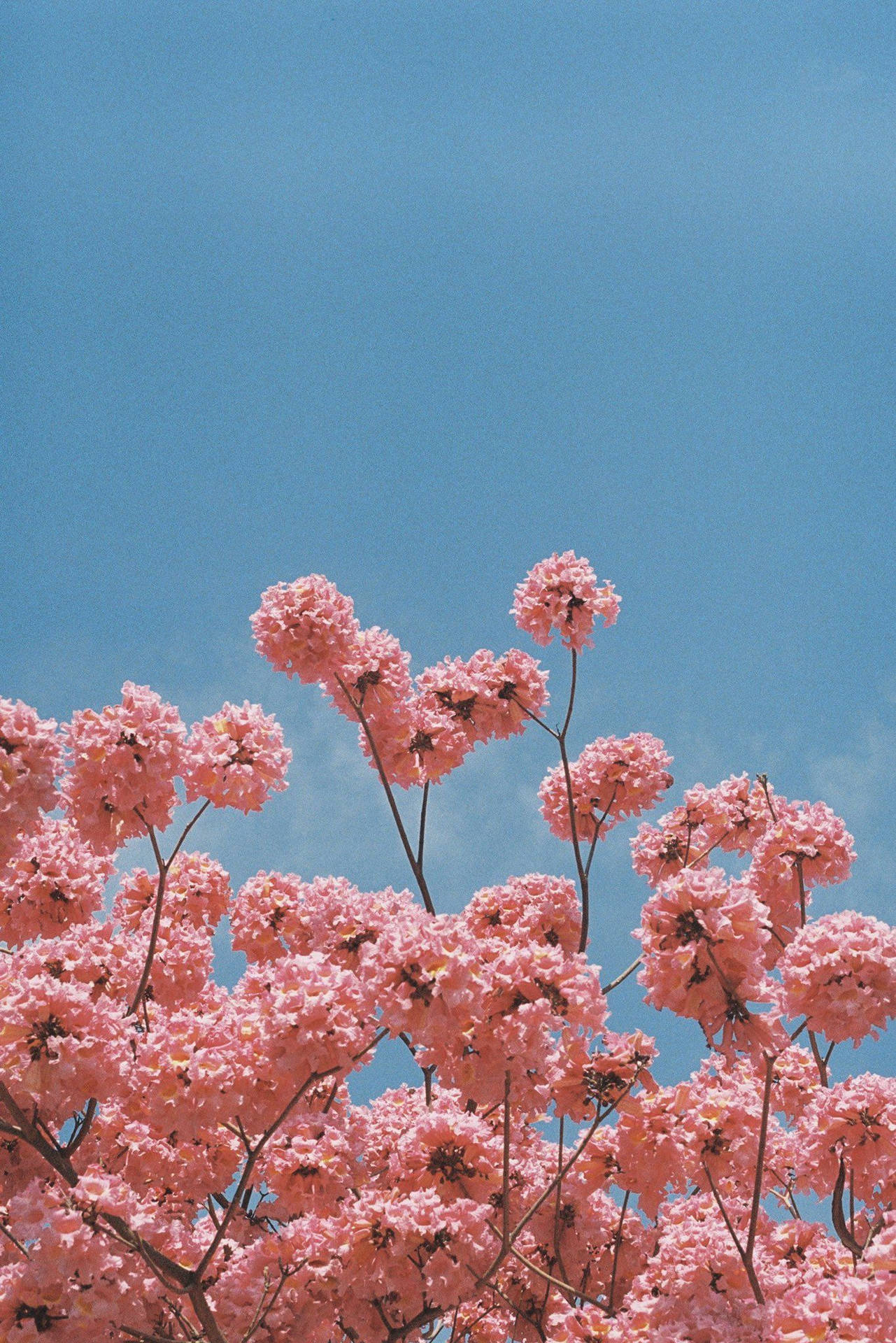 Pretty Pink Flowers Aesthetic Background