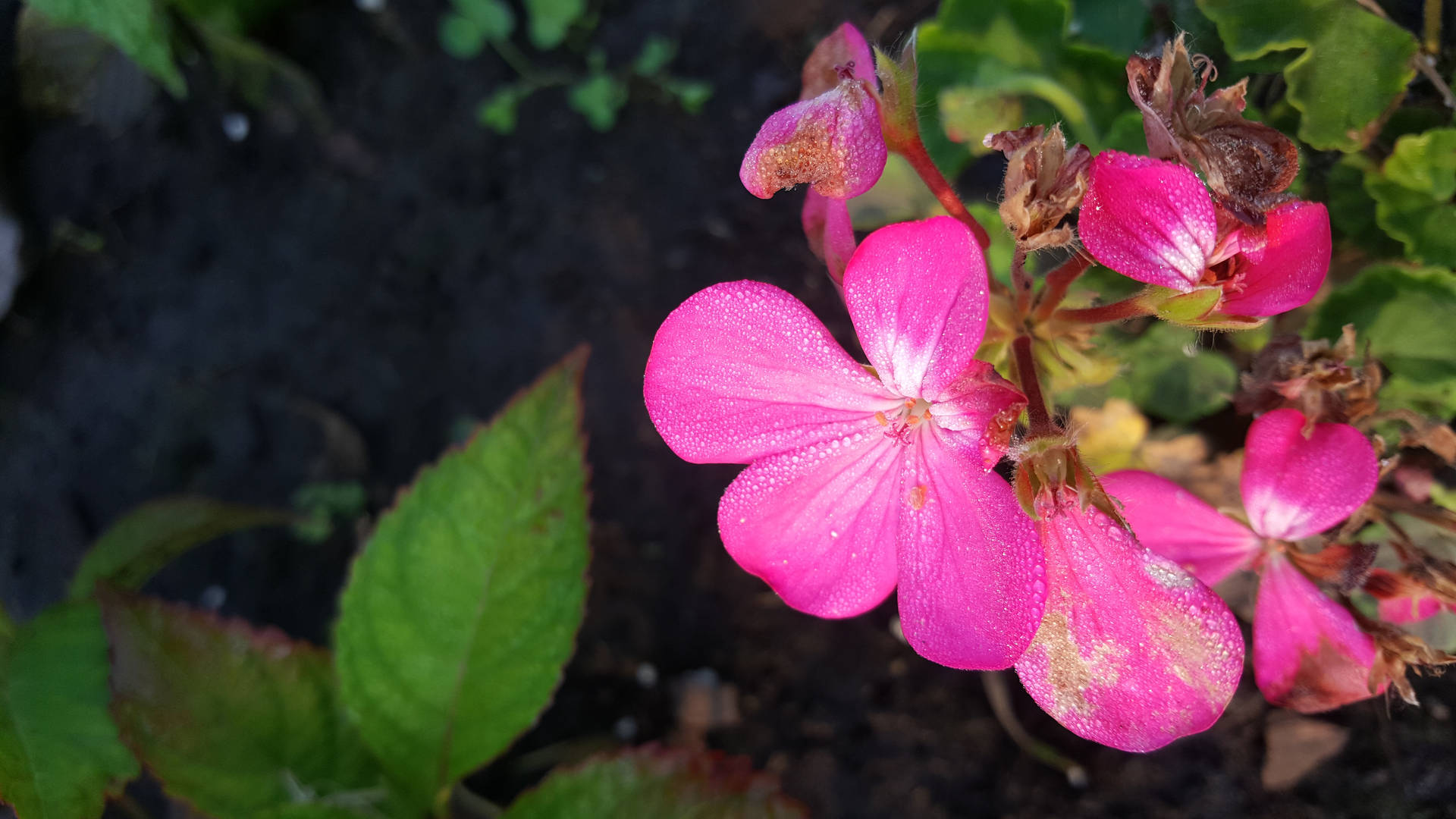 Floresy Hojas De Color Rosa Bonitas. Fondo de pantalla
