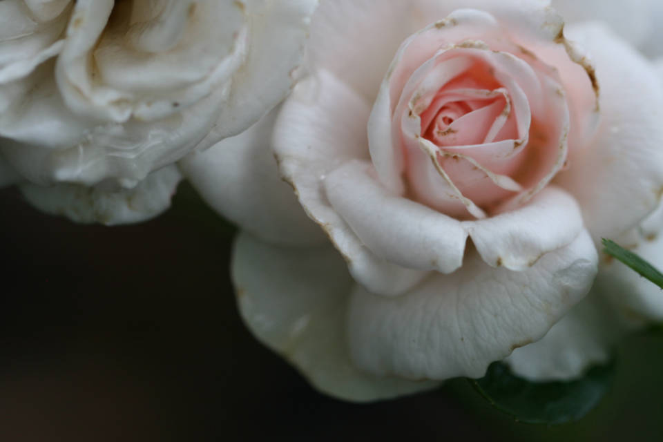Hübsche,auf Rosa Fokussierte Rosenblumen Wallpaper