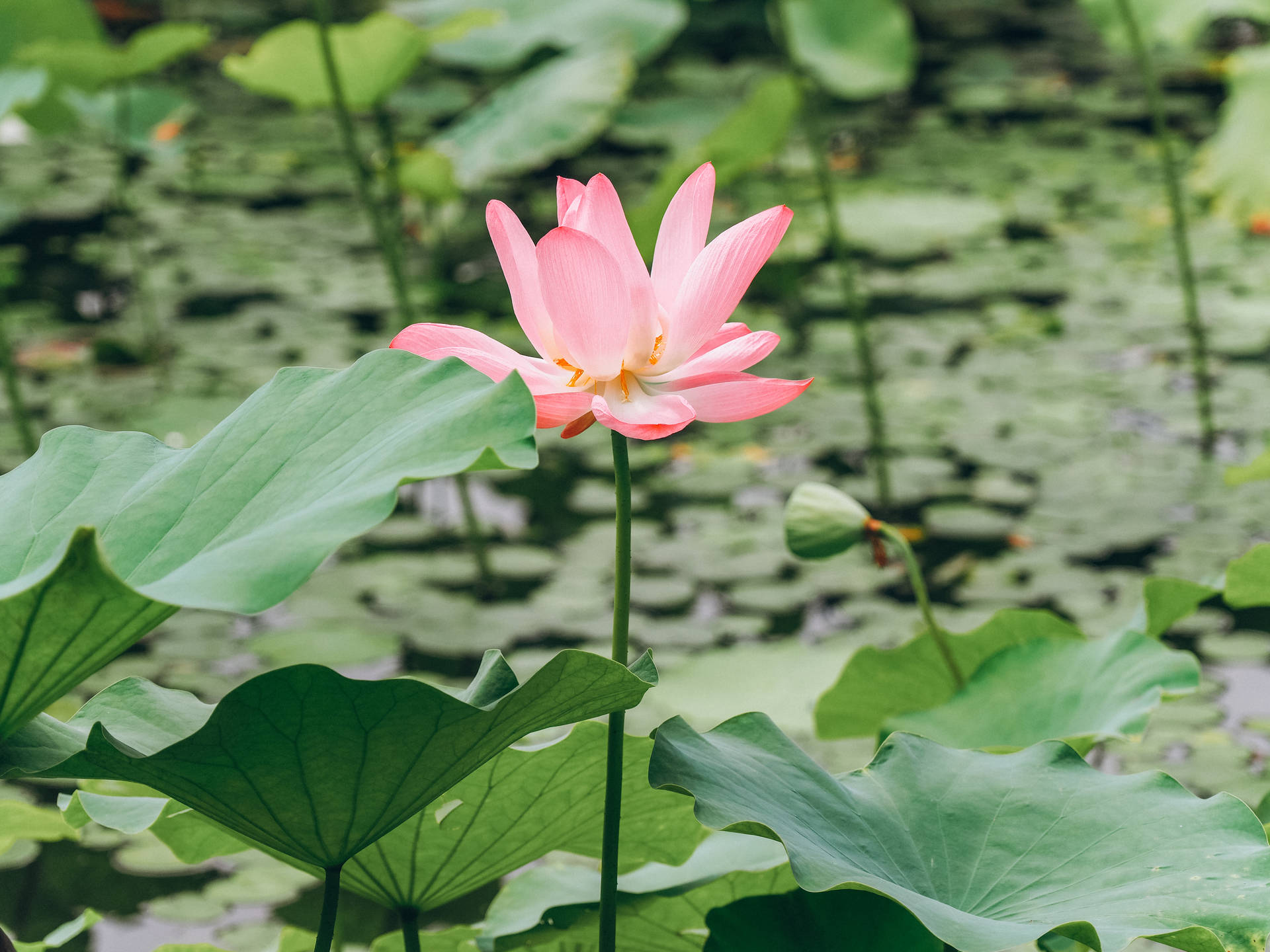 Hübscherosa Lotusblume Auf Dem See. Wallpaper