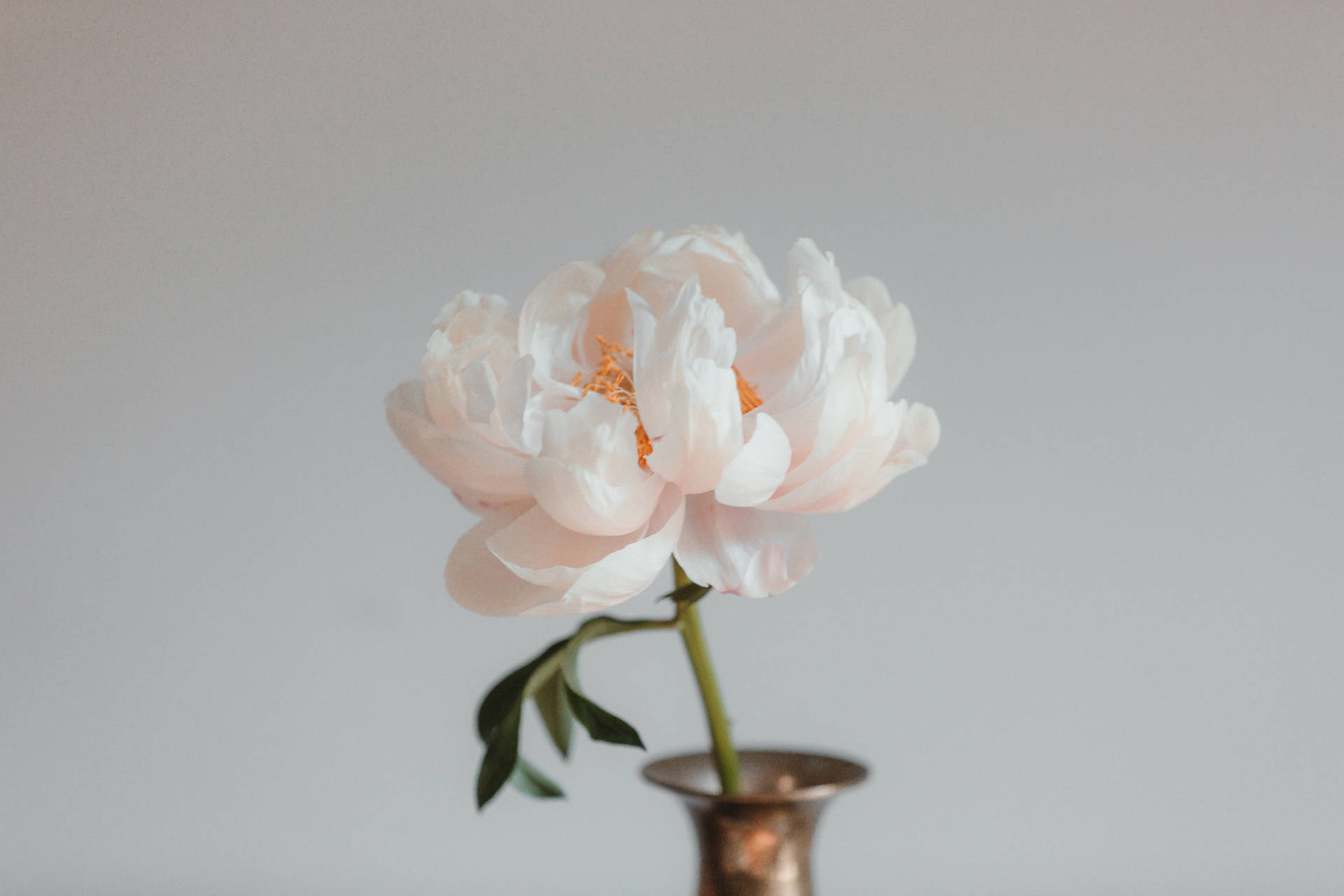 Sød Pink Peony Blomst I Vase Detaljer Wallpaper