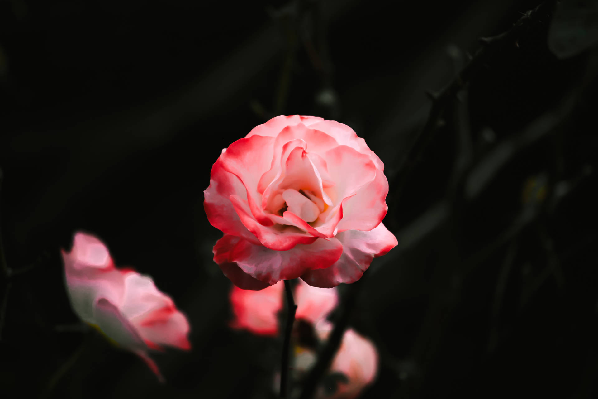 Hübschpink Rosa Rose Queen Elizabeth Wallpaper
