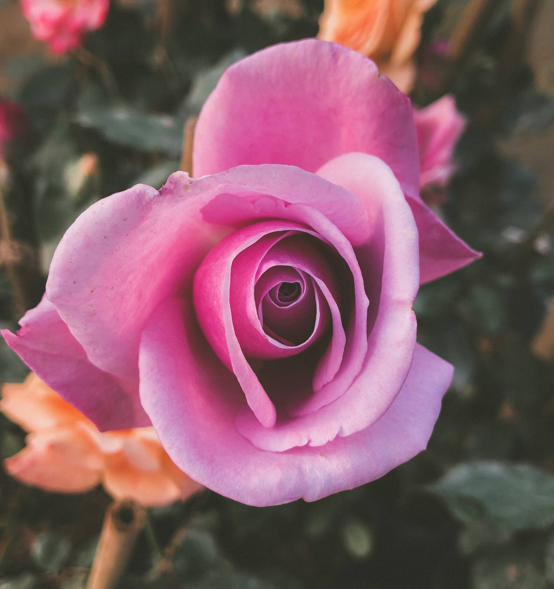 Hermosarosa Rosa En Pleno Florecimiento. Fondo de pantalla