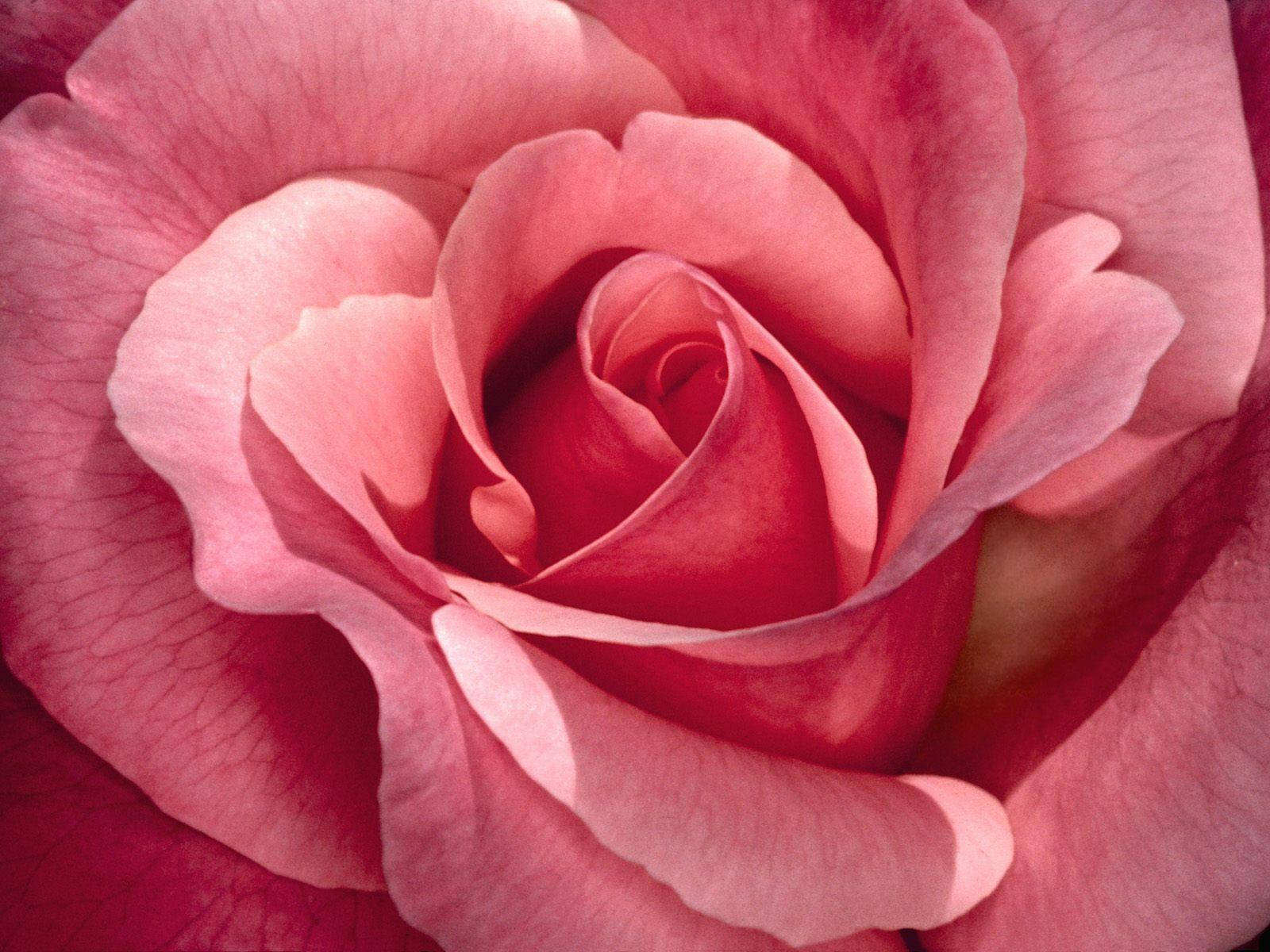 Flot pink rose blomst petaler som dristige striber Wallpaper