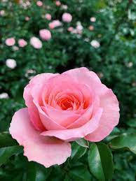Floresde Rosa Rosada Bonitas. Fondo de pantalla