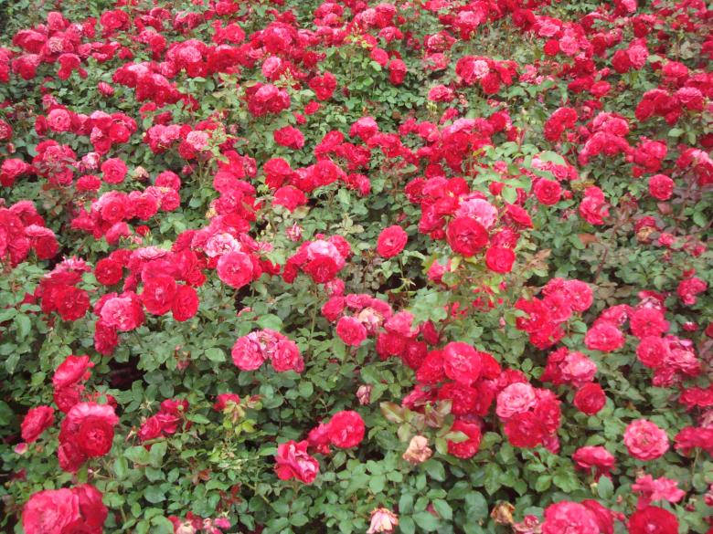 Bellísimojardín De Rosas Rosas Fondo de pantalla