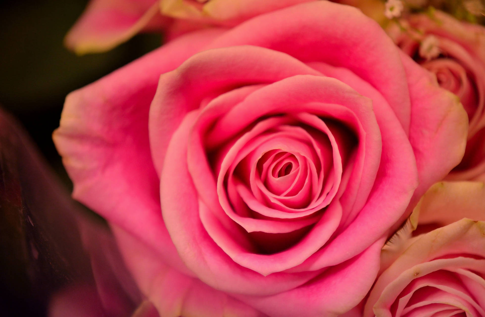 Smukke pink roser med glødende blomster Wallpaper