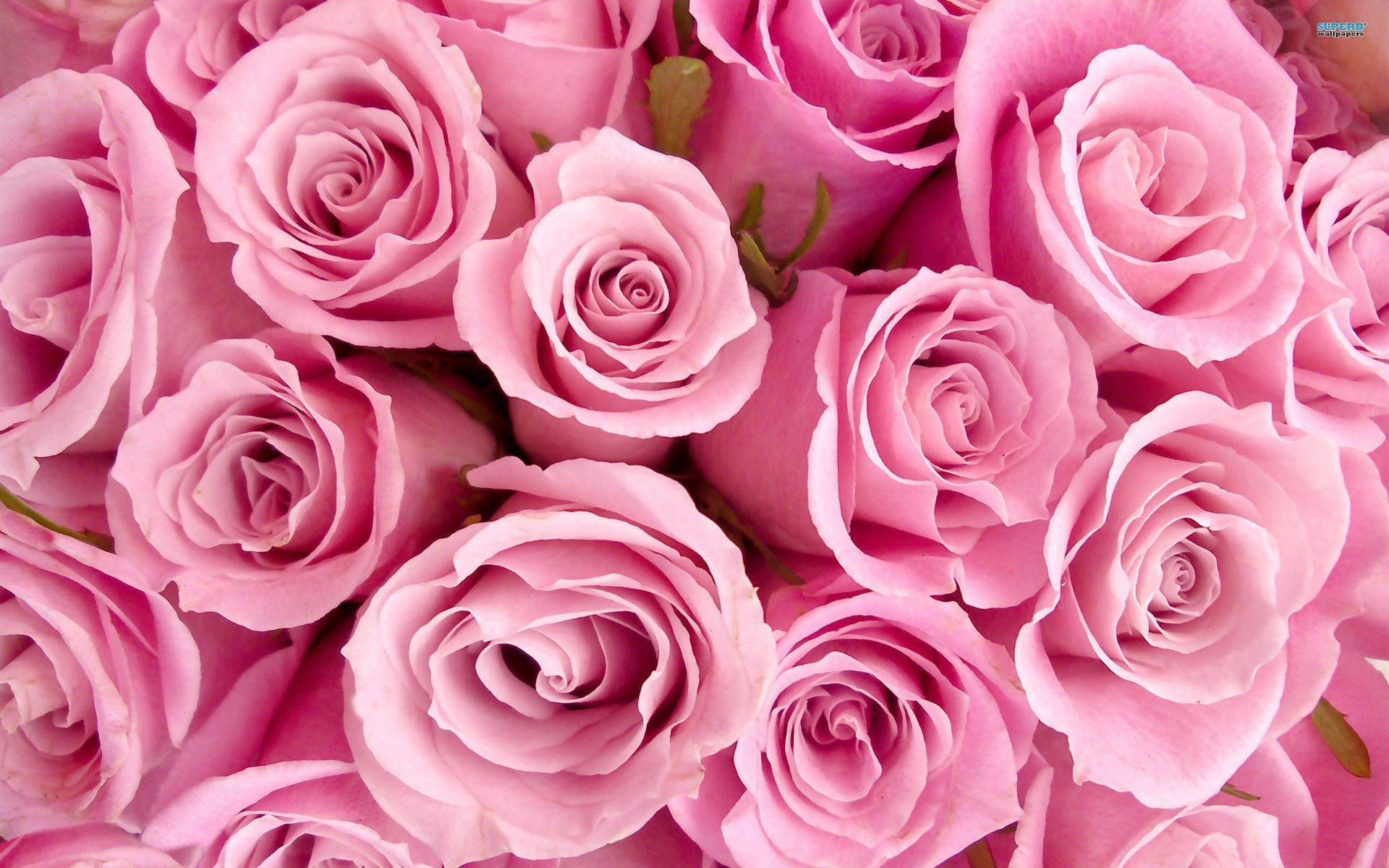 Primo Piano Grazioso Delle Rose Rosa Sfondo