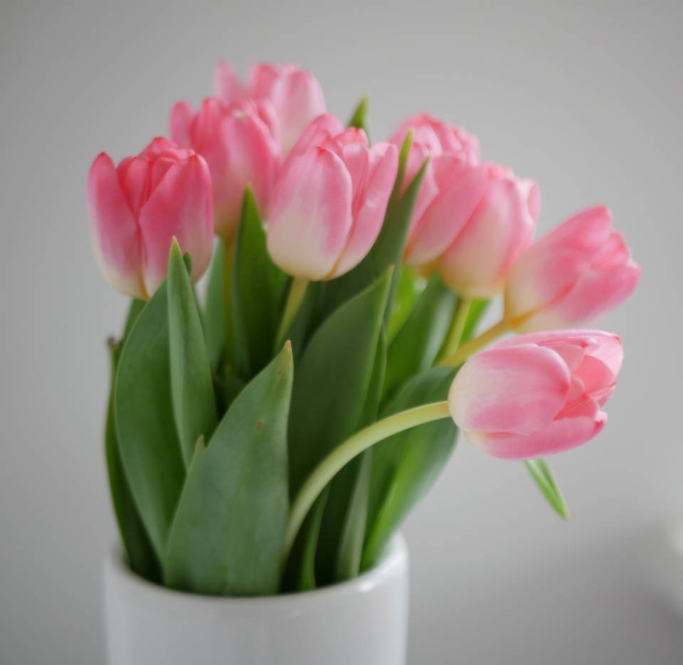 Hübscherosa Tulpen In Einer Weißen Keramikvase Wallpaper