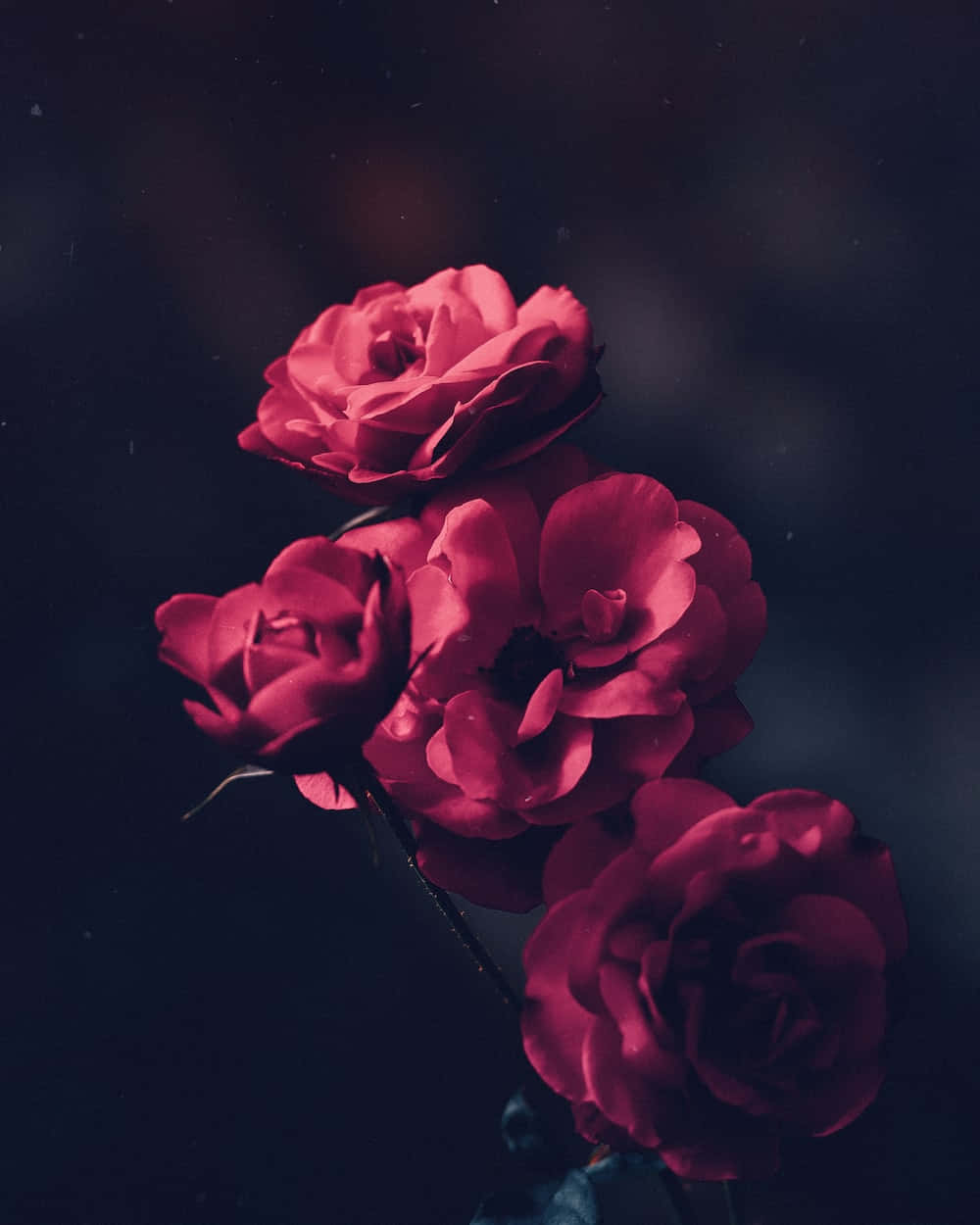 Imagende Perfil Bonita Con Una Rosa Roja