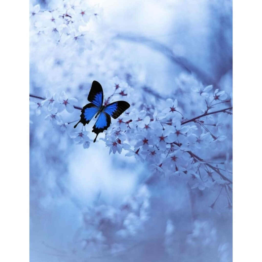 Schöneprofilbilder Mit Blauen Schmetterlingen