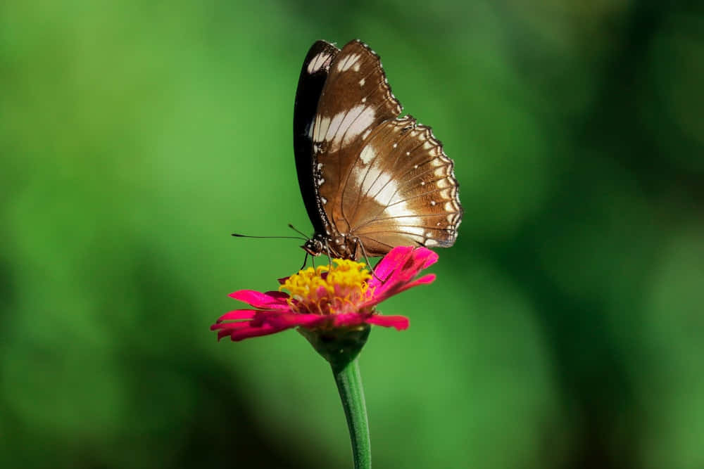 Brunt sommerfugl på Blomst Smuk Profilbillede