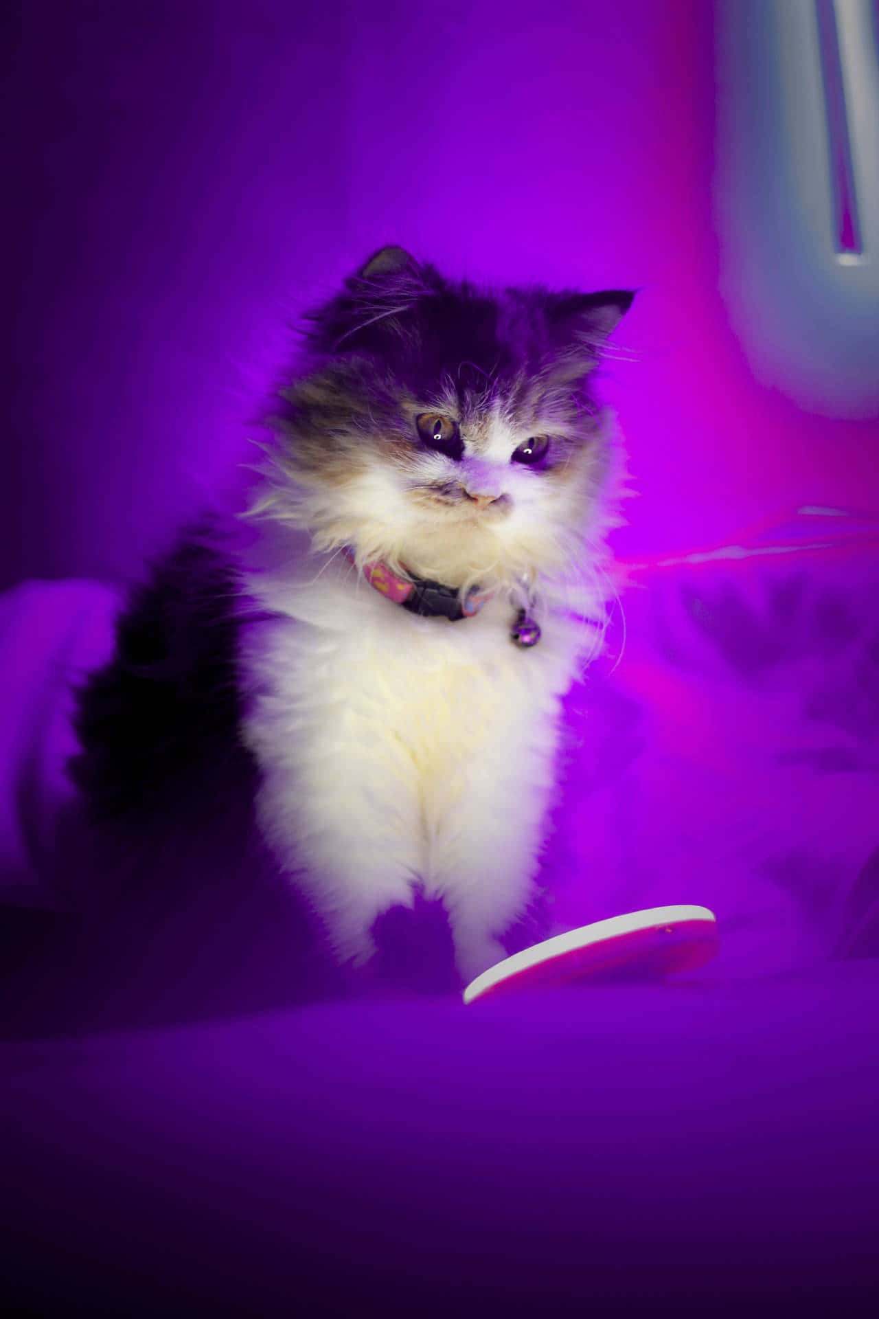 Pretty Purple Cat With A Bell Collar Wallpaper