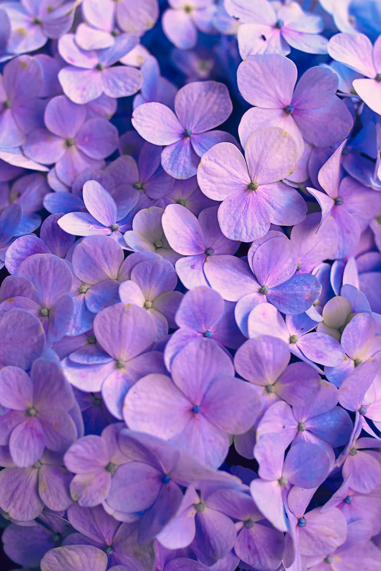 Pretty Purple Hydrangeas With Some Blue Petals Wallpaper