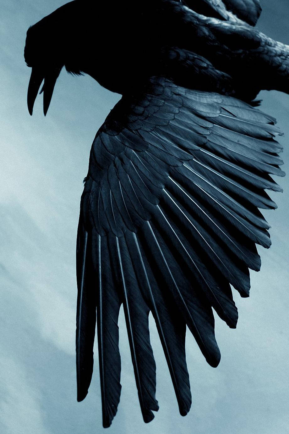 Pretty Raven Wing Mobile HD Wallpaper