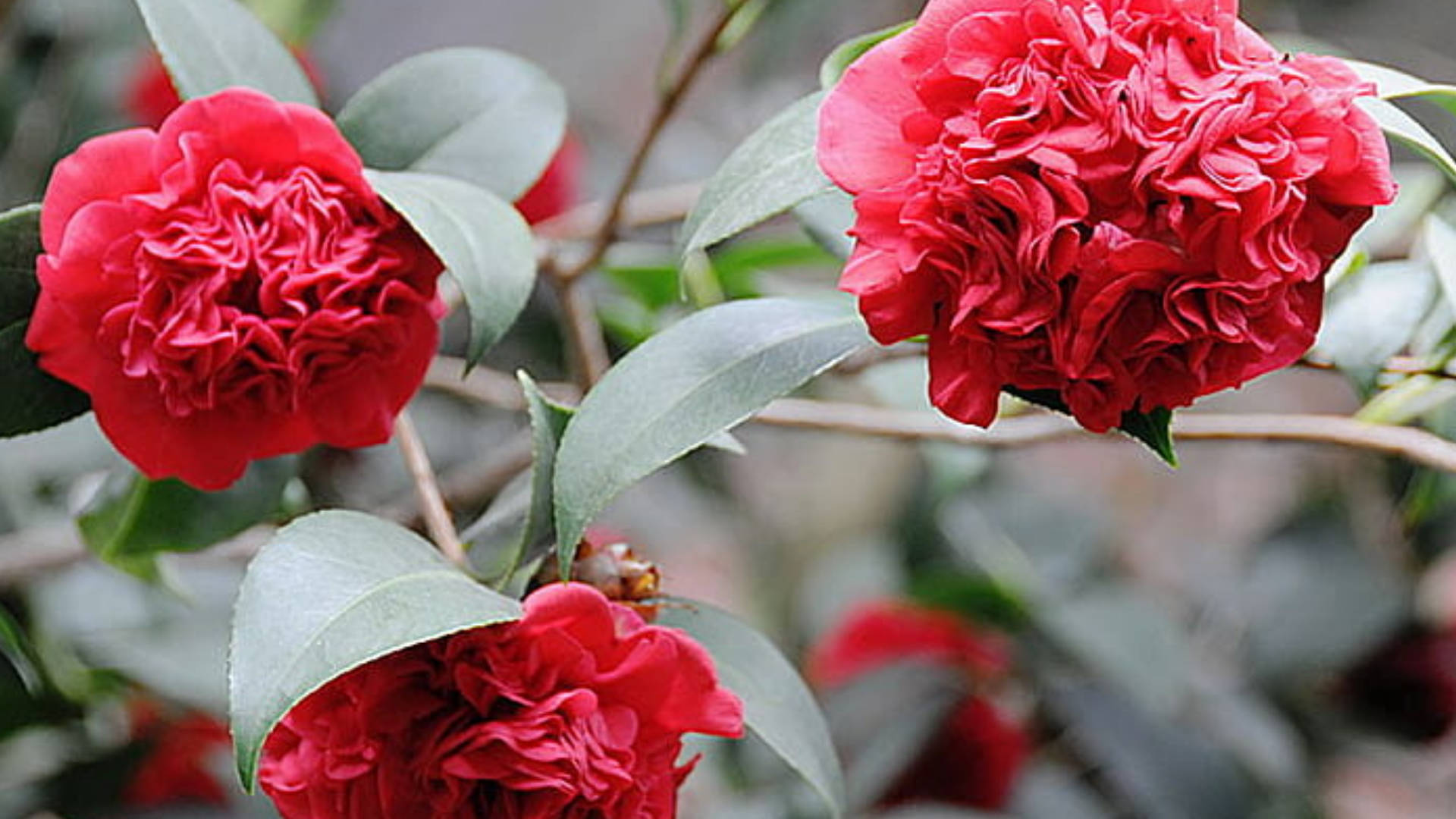 Hermosacamelia Sasanqua Roja. Fondo de pantalla