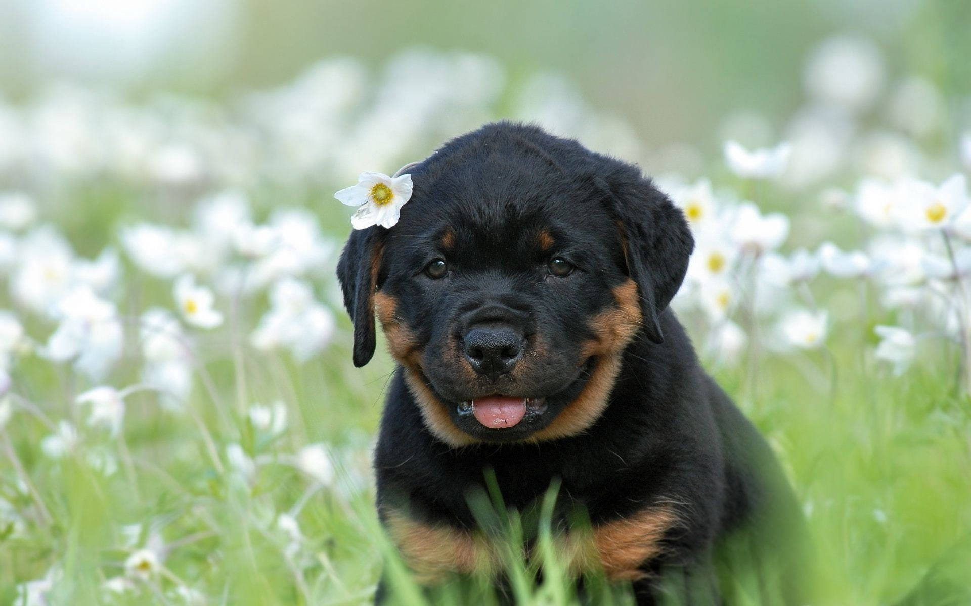 Pretty Rottweiler Puppy
