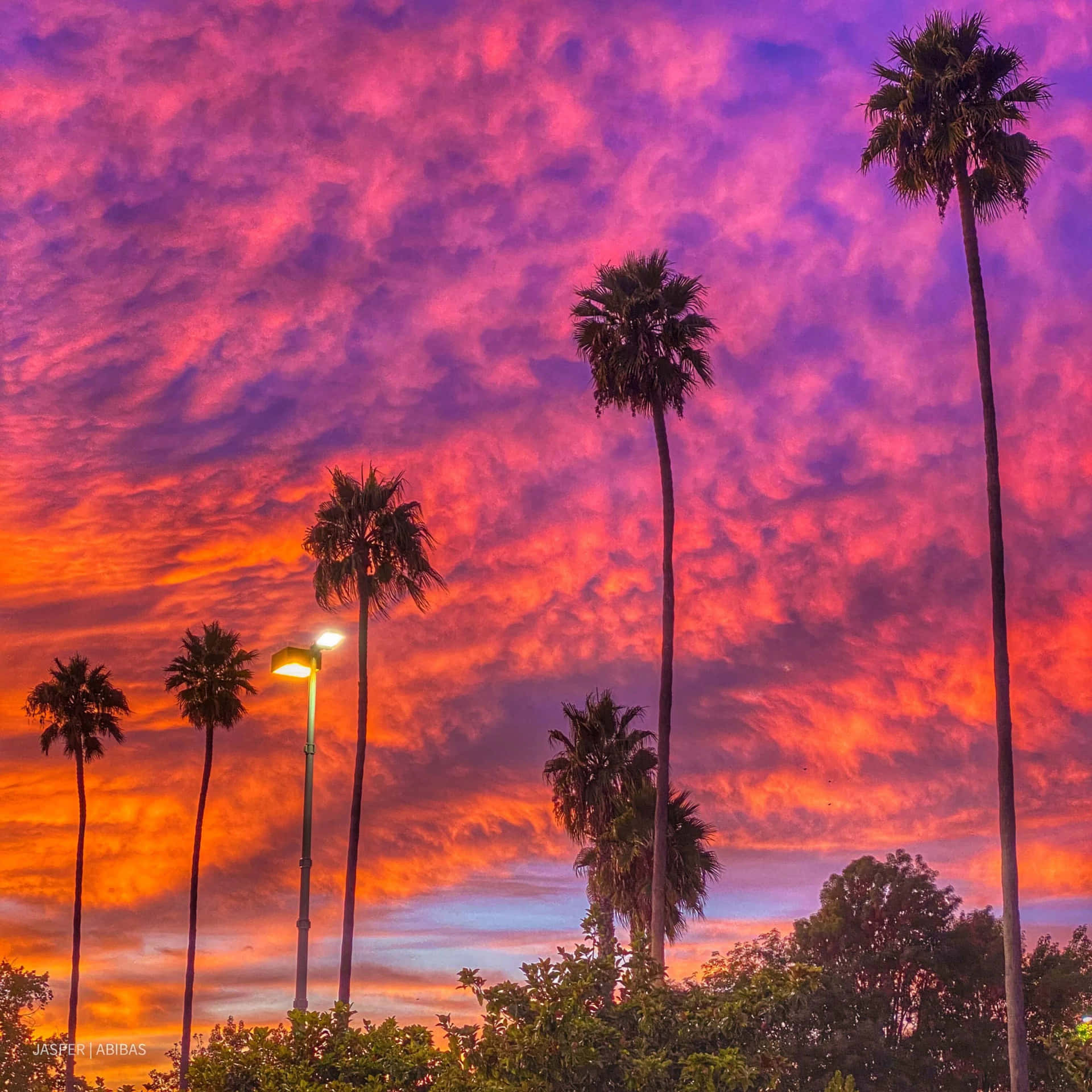 Høje palmetræer under smuk solnedgang billede