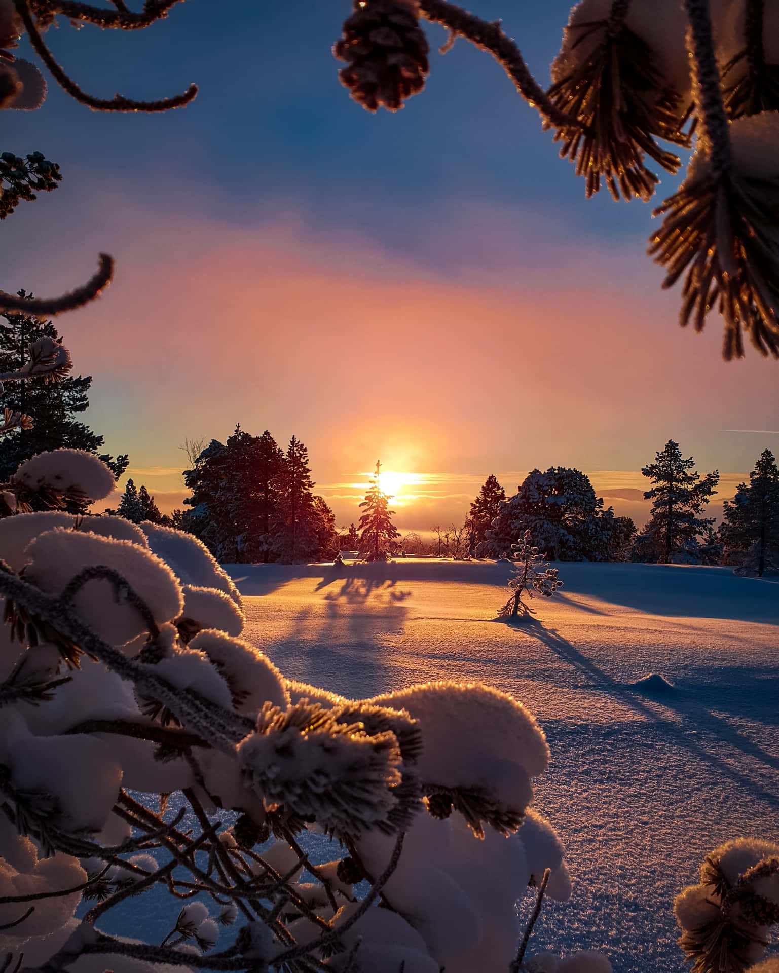 Smuk vinter solnedgang billede