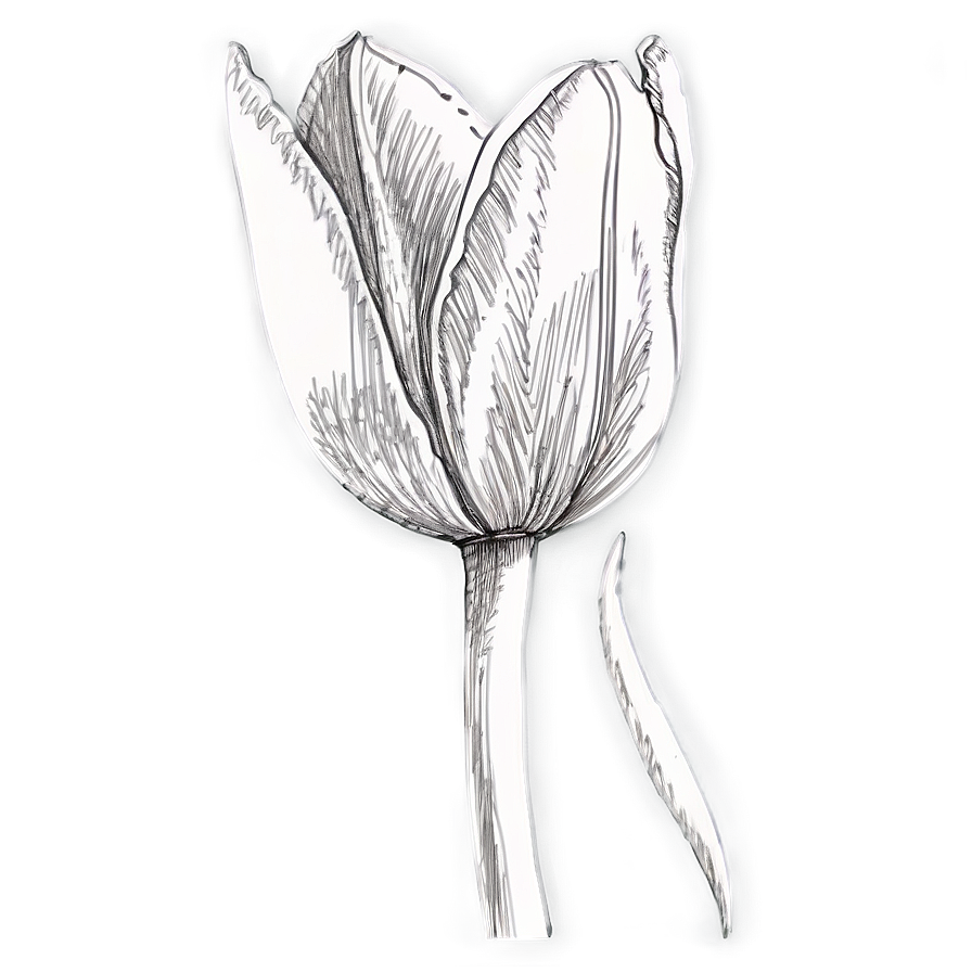 Pretty Tulip Sketch Png Glr PNG