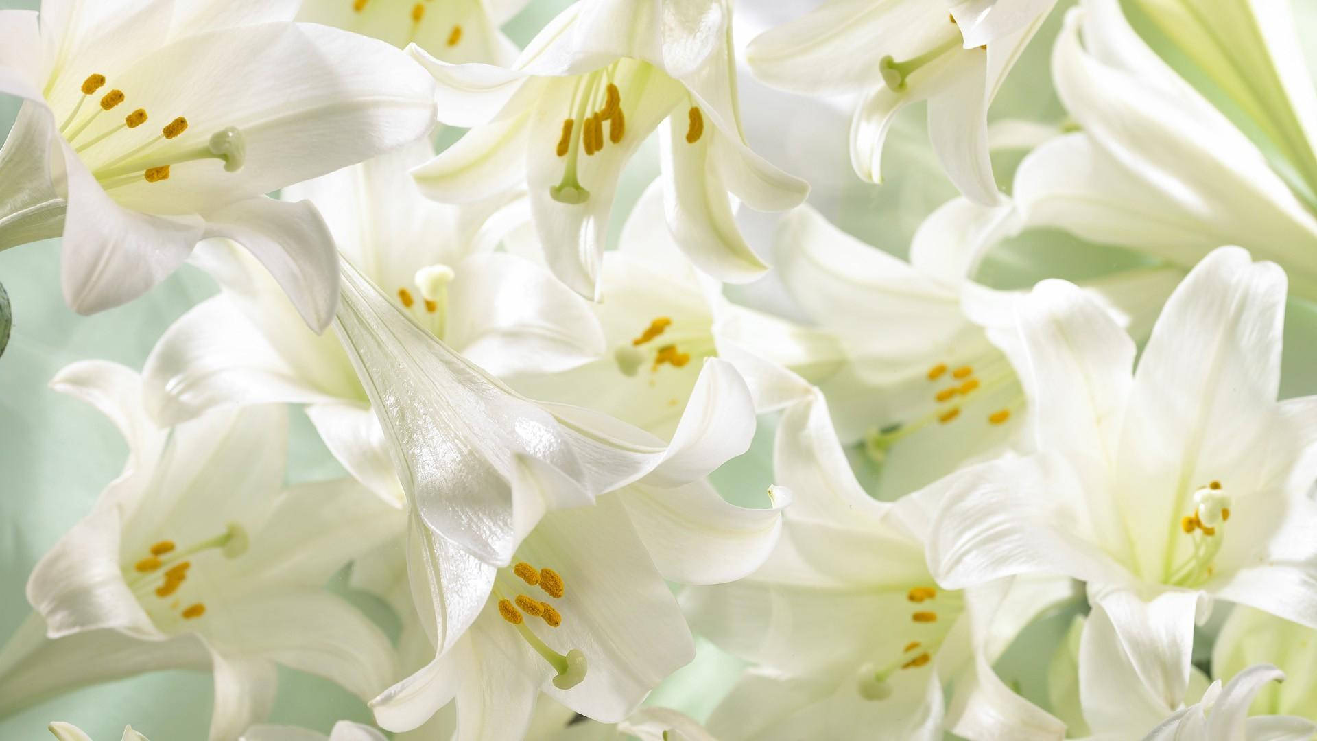 White Lily in Full Blossom Wallpaper