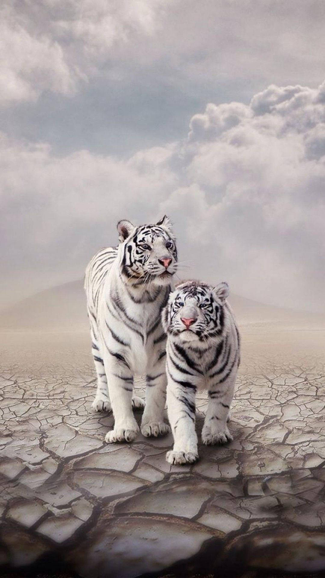 Pretty White Tigers Lock Screen