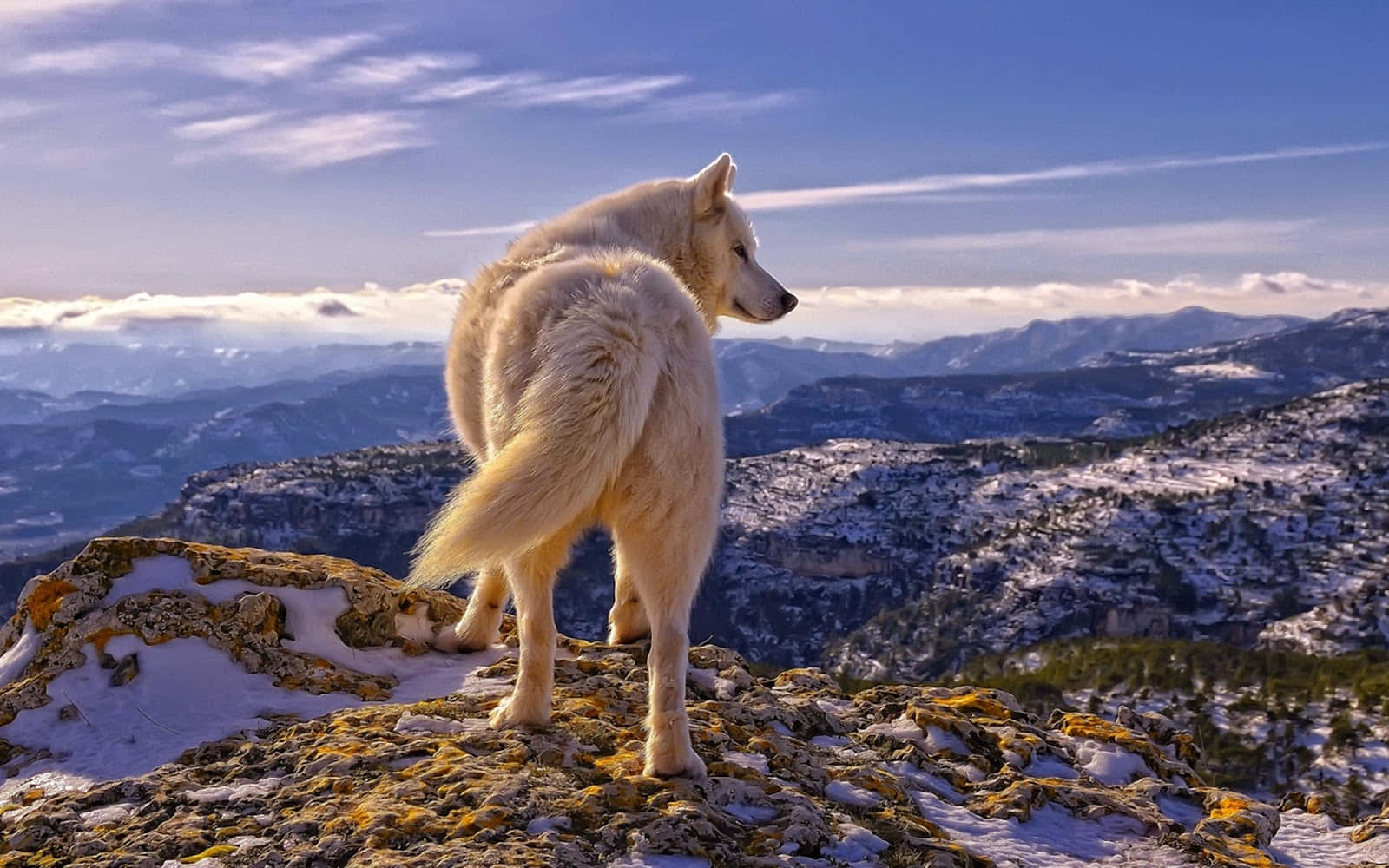 Inviting Nature: A Pretty Wolf in its Natural Habitat Wallpaper