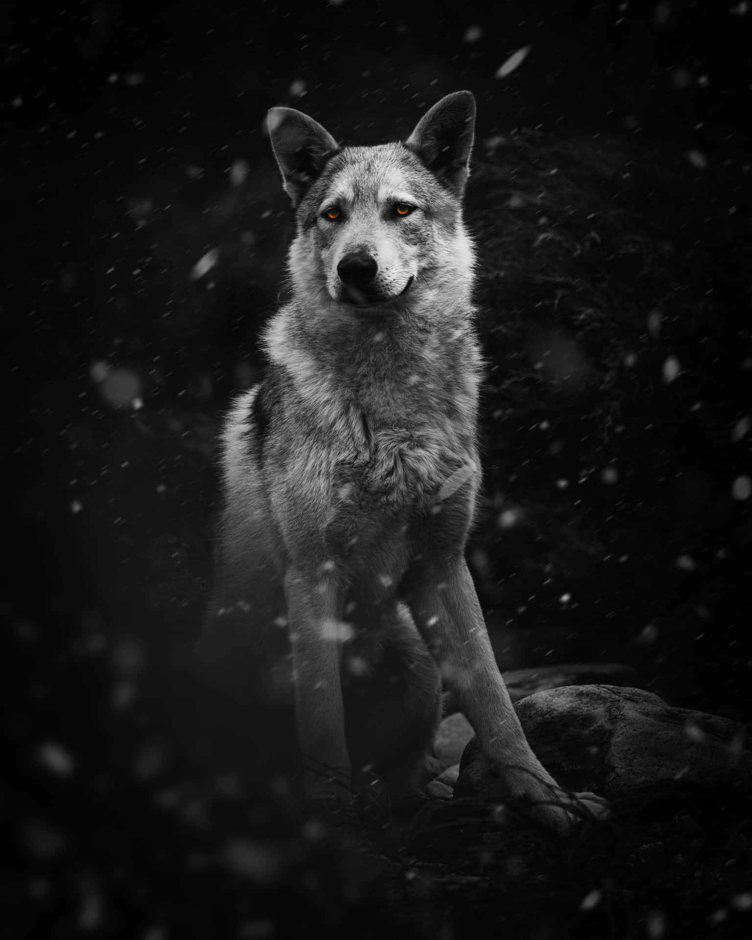 A beautiful wolf serenely surveys his surroundings. Wallpaper