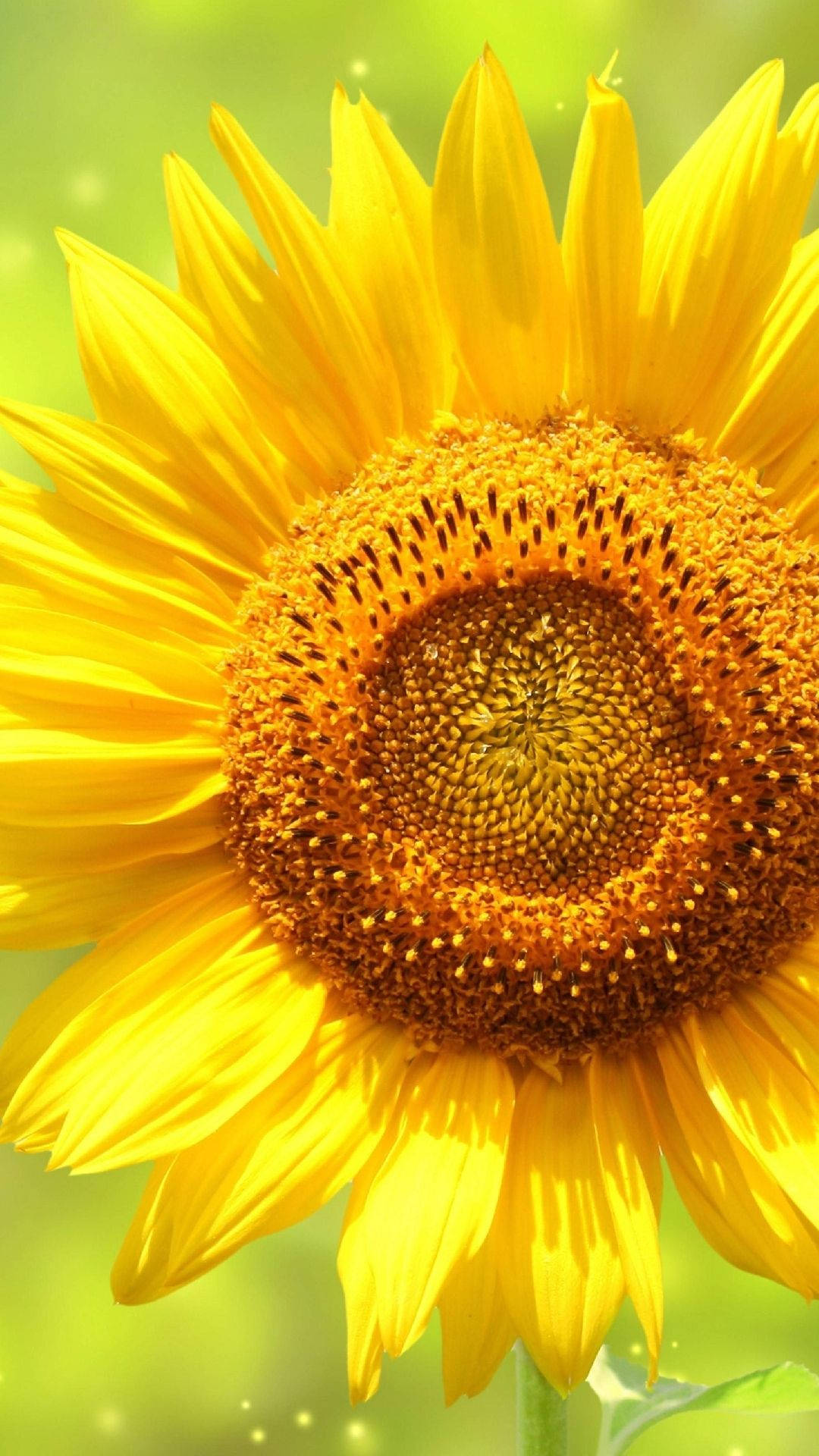 Pretty Yellow Sunflower Iphone Wallpaper
