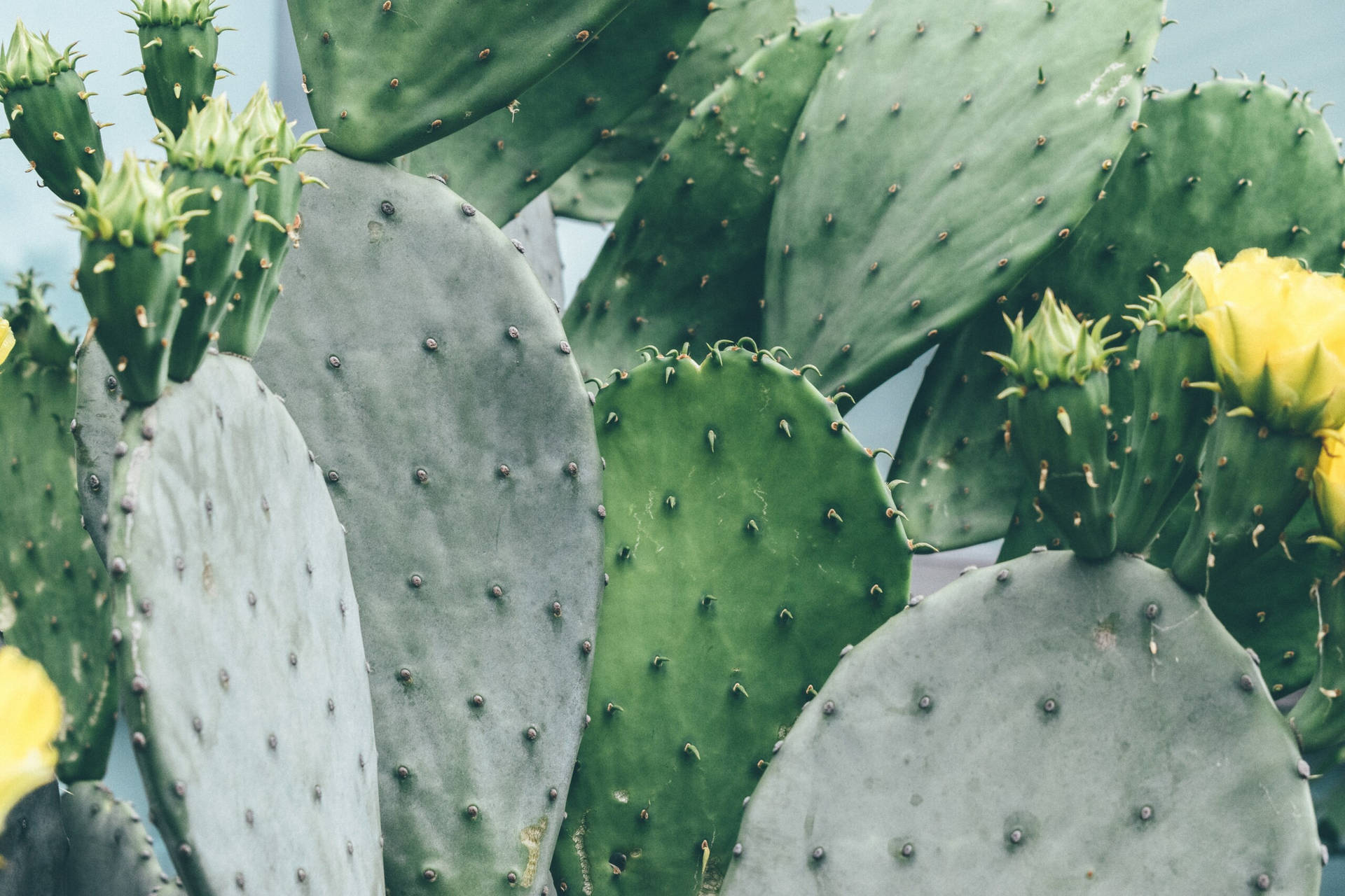Prickly Pear Aesthetic Cactuses Wallpaper