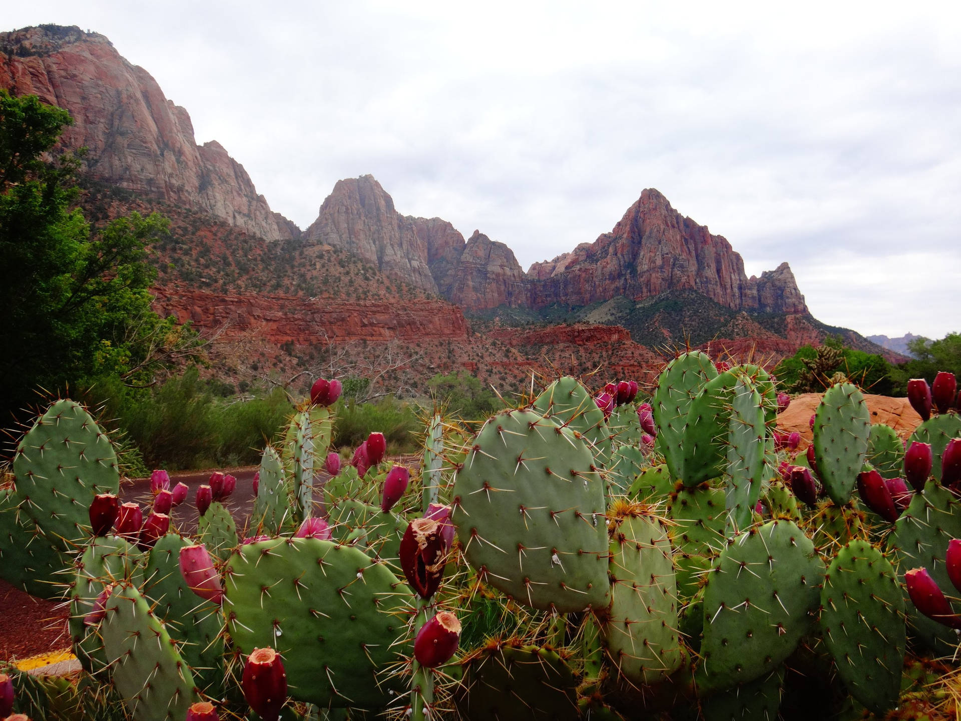 Prickly Pear At The Foot Of Mountains Wallpaper