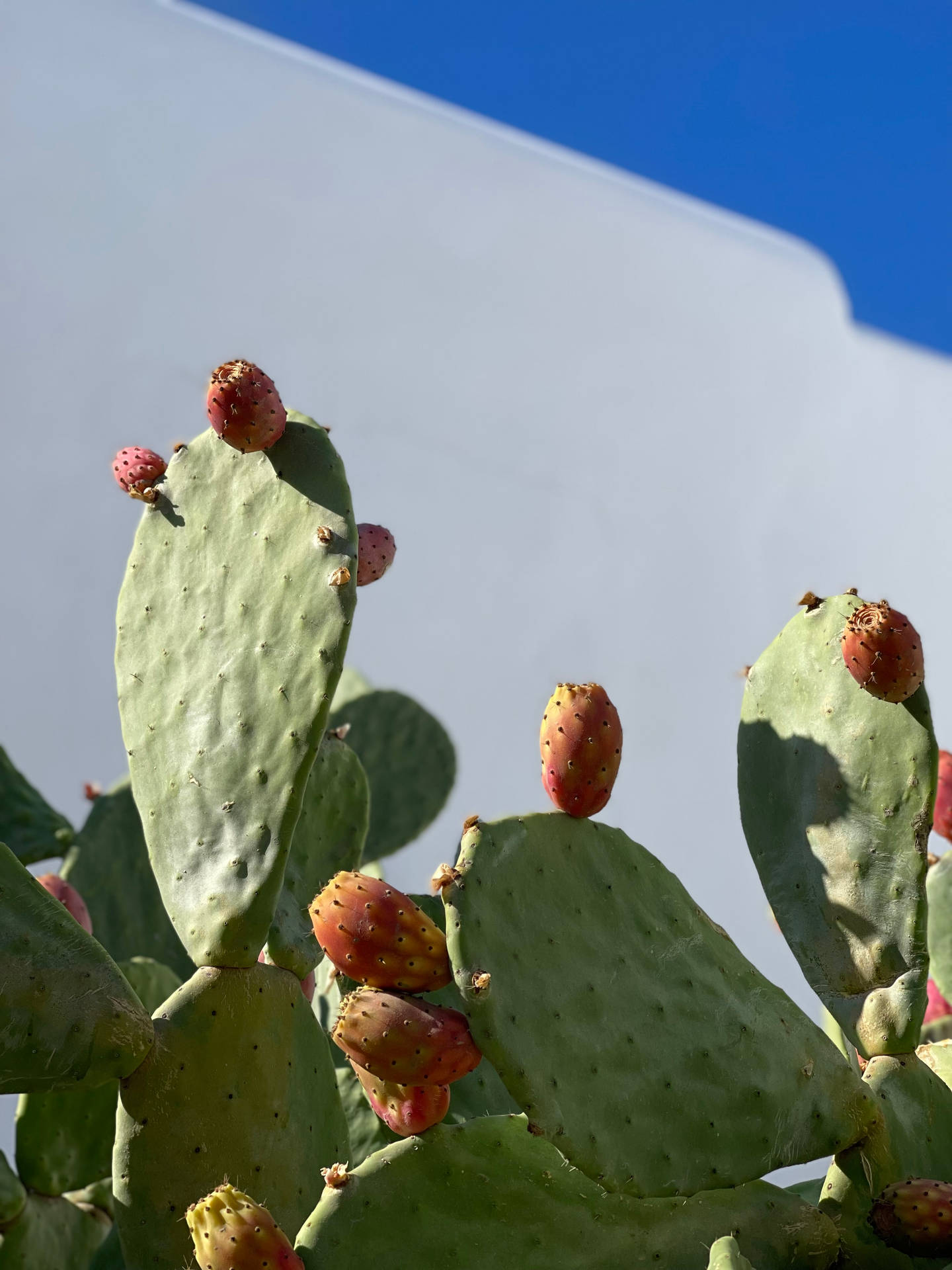 Prickly Pear Barbary Fig Cactus Blomster Tapet Wallpaper