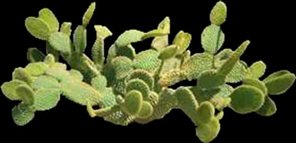 Opuntia Cactus Cluster PNG