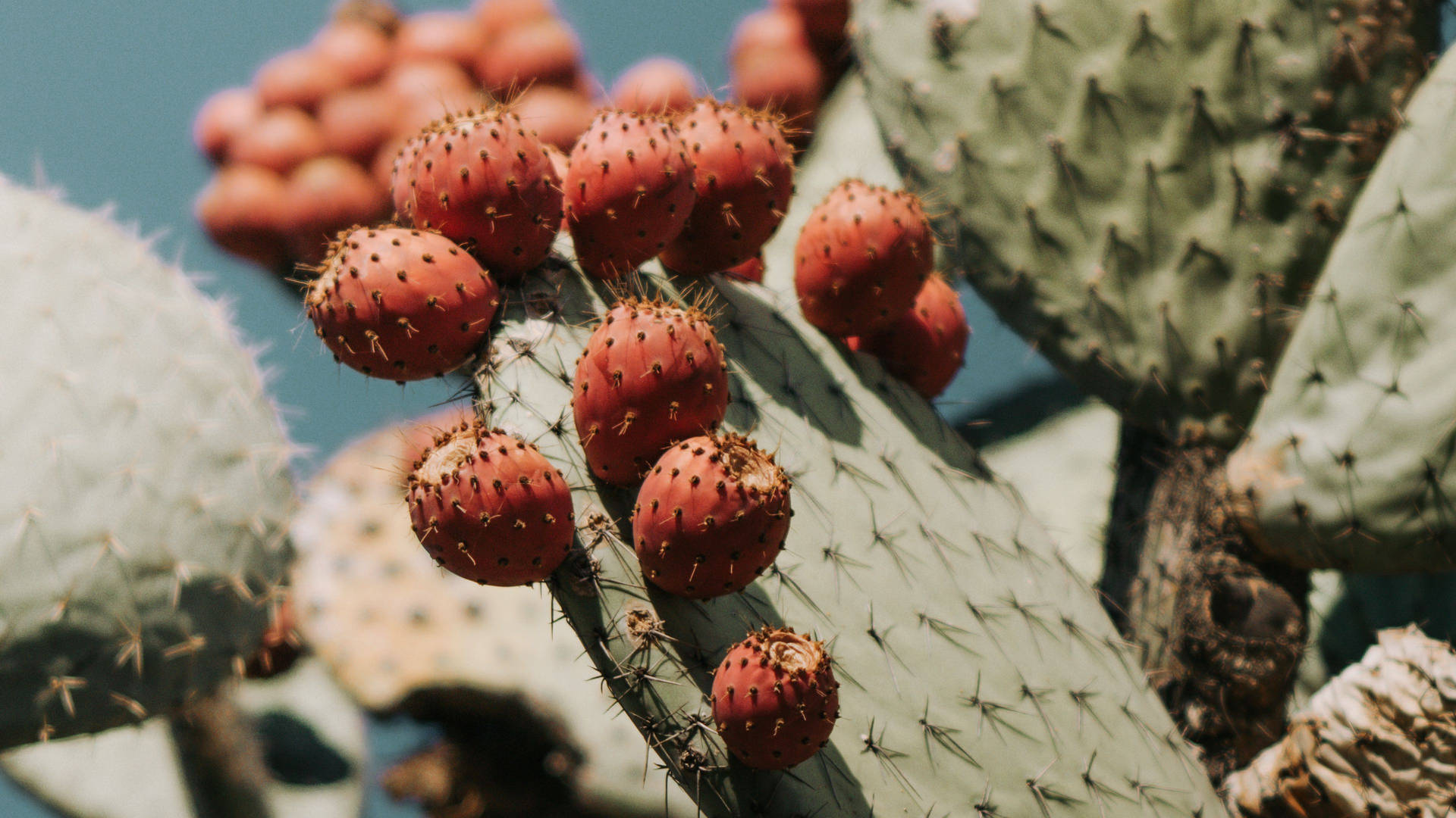 Prickly Pear Cactus Fruit Wallpaper