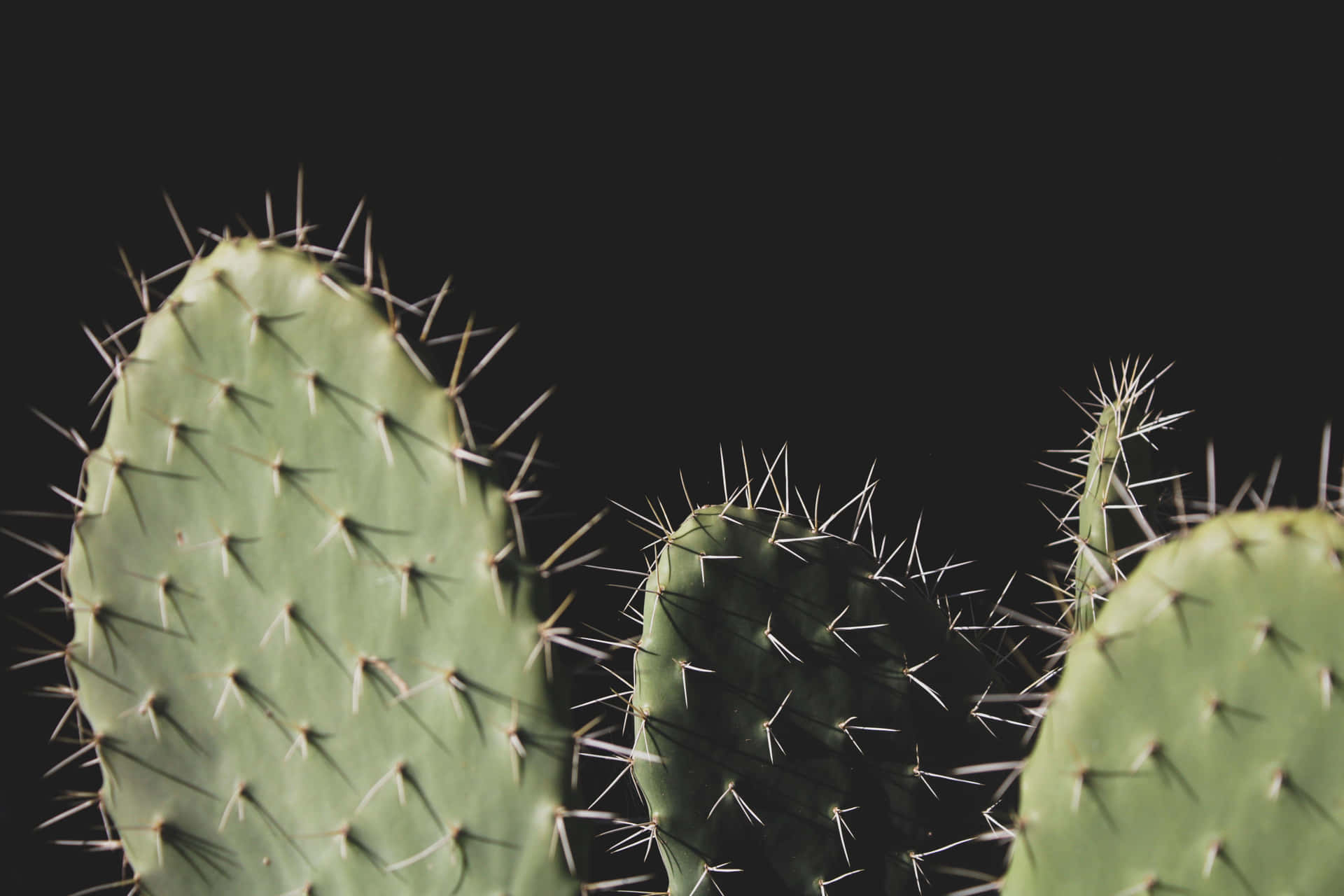 Prickly Pear Cactuson Black Background Wallpaper