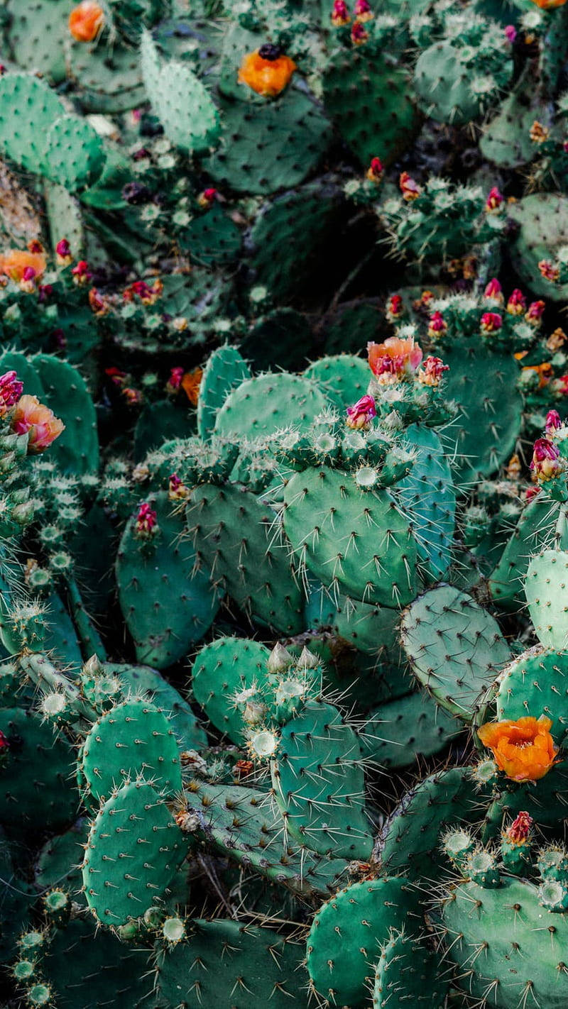 Jardínde Cactus Con Flores De Nopal. Fondo de pantalla